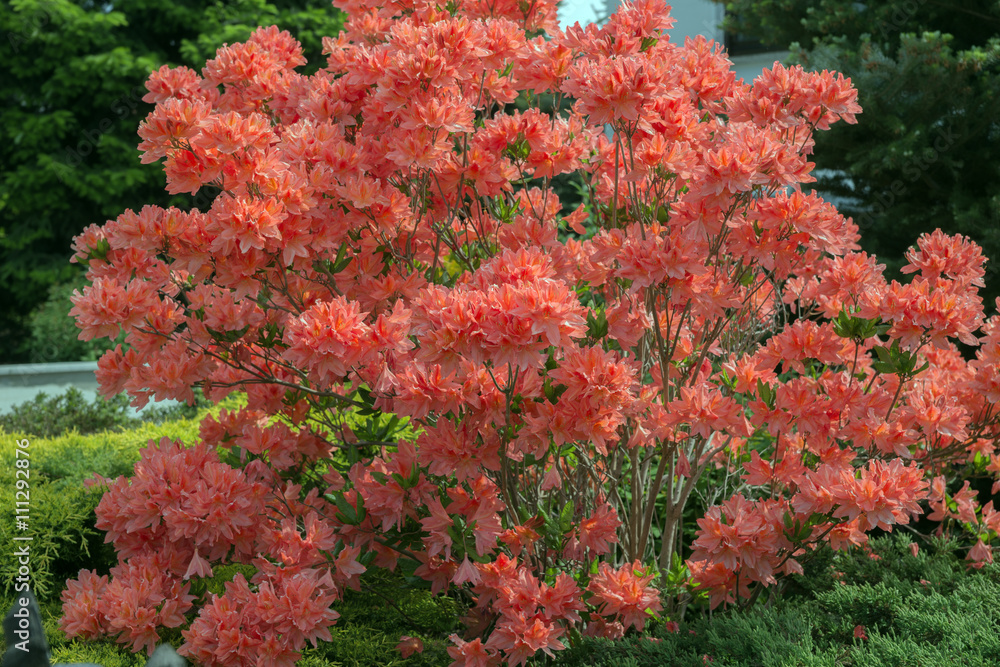 Branch of apricot Rhododendron bush in the garden Branch of apricot Rhododendron bush in the garden
