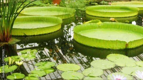 Panning view of the waterlily pond in Kew gardens, West London photo
