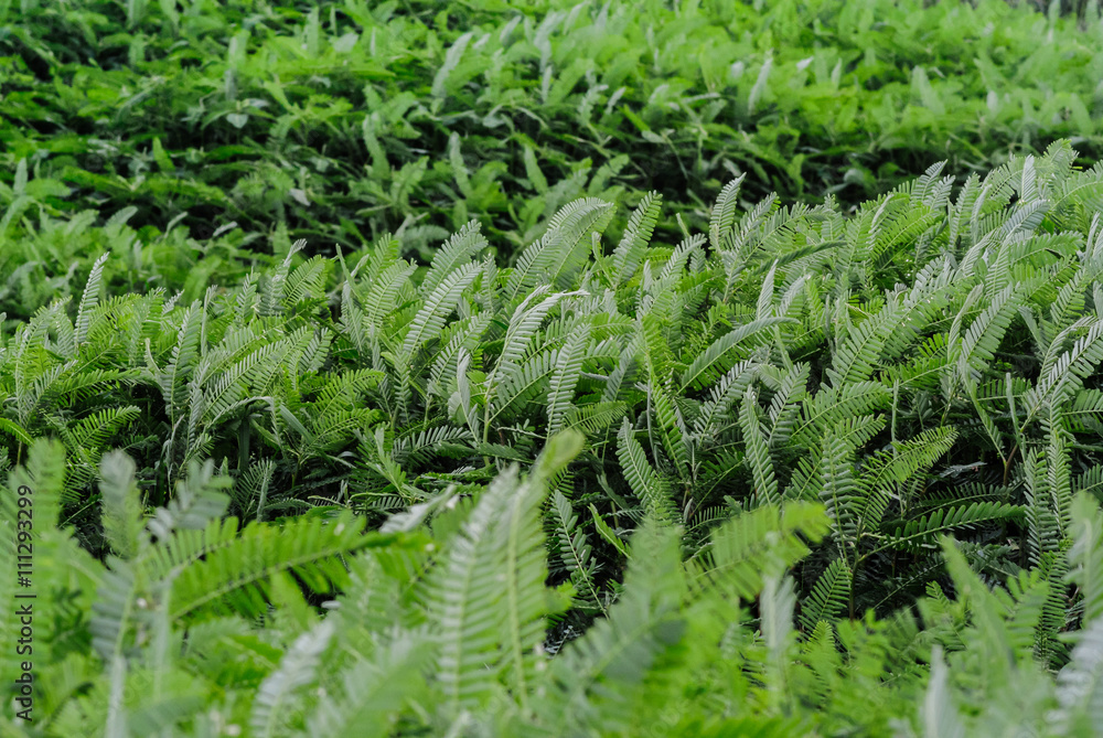 Green plant with wind at outdoor Green plant with wind at outdoor