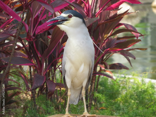 EGRET