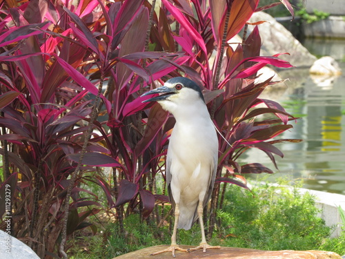 EGRET