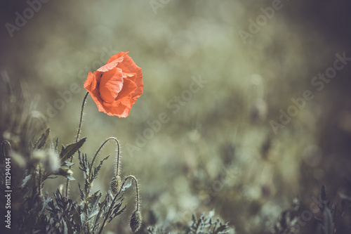 Fototapeta Naklejka Na Ścianę i Meble -  Red poppy (common names: corn poppy, corn rose, field poppy, Flanders poppy, red poppy, red weed, coquelicot) blooming on field, shallow DOF background.