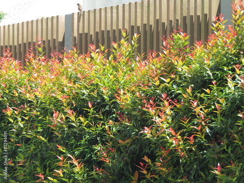 plants