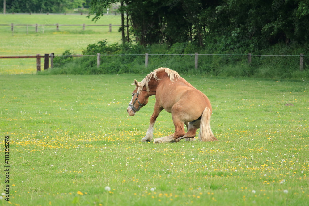 Naklejka premium Pferd legt sich auf das Gras