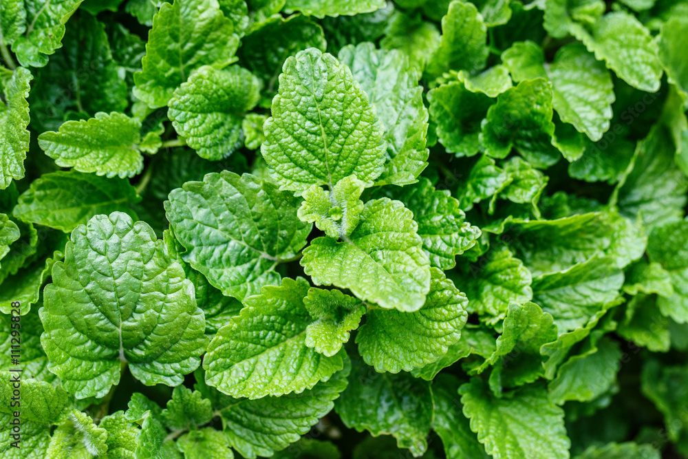 mint melissa plant mint melissa plant