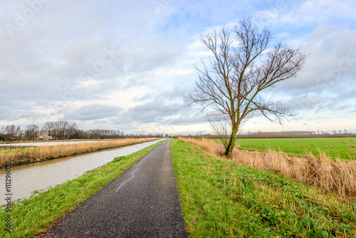 Colorful image of a bare tree in the roadside