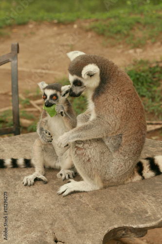 Mother and baby lemurs with soft and selective focus