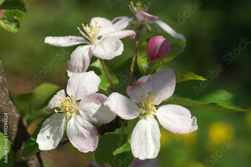 apple flower