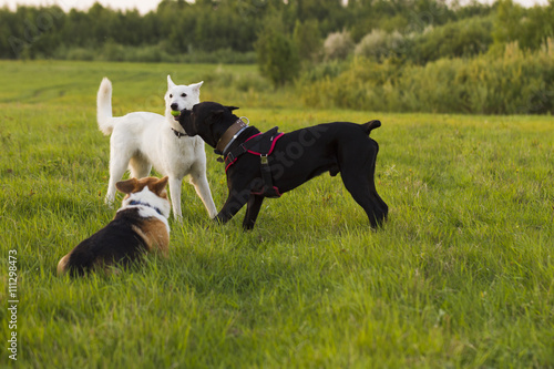 Three dogs on a walk
