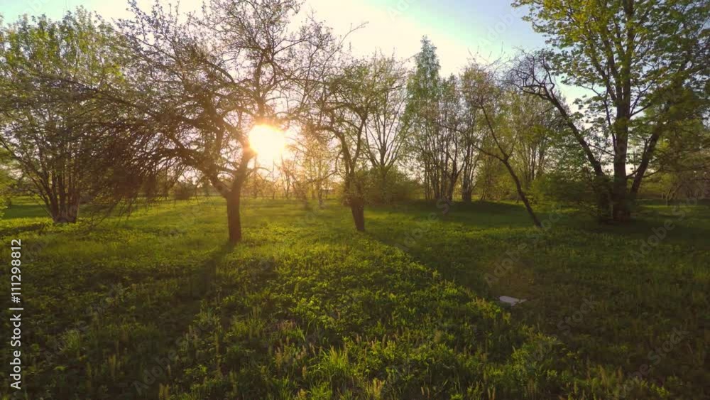 Green summer park. Sunset. Low altitude flight. Aerial footage. Green summer park. Sunset. Low altitude flight. Aerial footage.