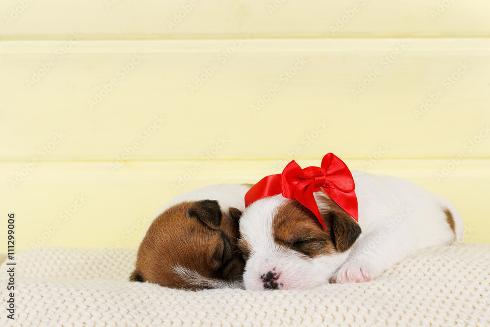 Two little cute puppies sleeping. Decorated with red bow.