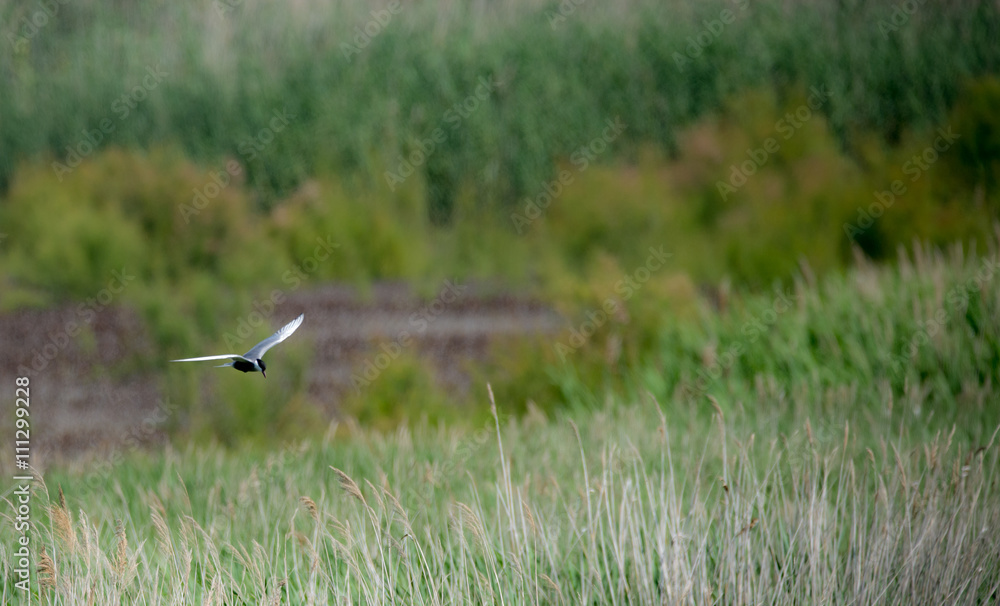 Sterna hirundo. Birdwatching in fens. Ornithology Sterna hirundo. Birdwatching in fens. Ornithology