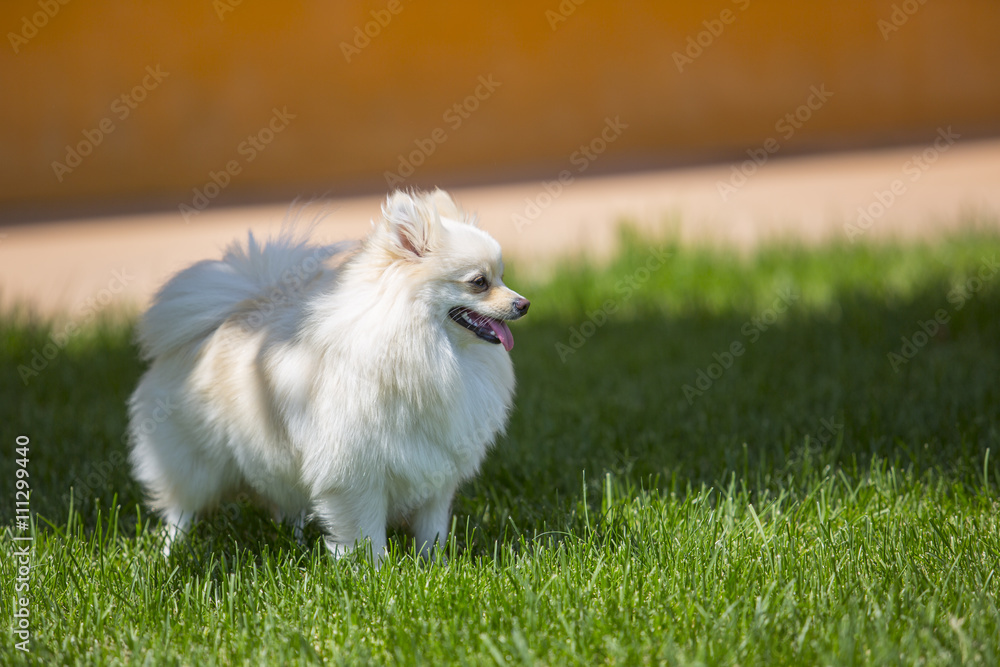 dog breed German spitz on the grass