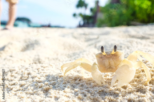 Life crab walking on the sand white sand beach.