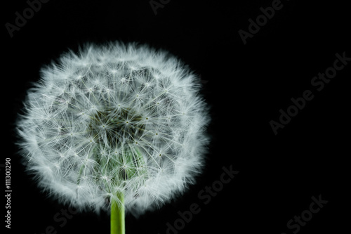 Dandelion flower isolated on black background