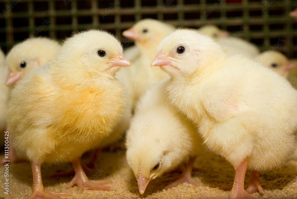 Young chickens in a cage on a chicken farm Young chickens in a cage on a chicken farm