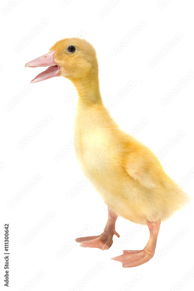 Duckling isolated on white background Duckling isolated on white background
