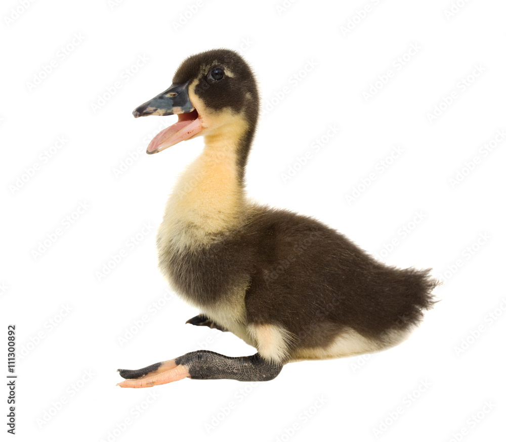 Duckling isolated on white Duckling isolated on white