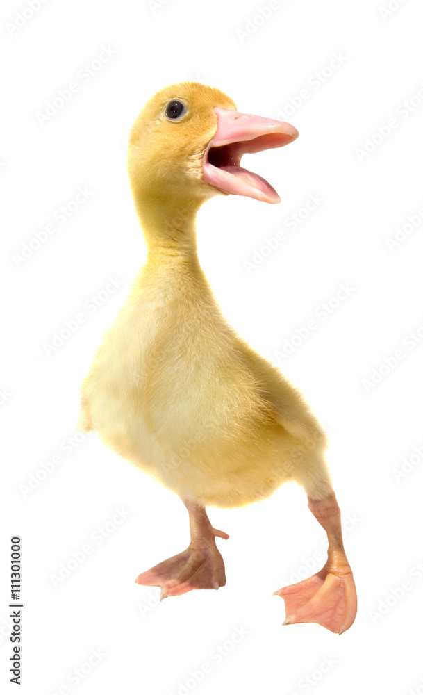 Duckling isolated on white Duckling isolated on white
