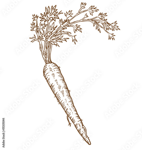 Carrot.
