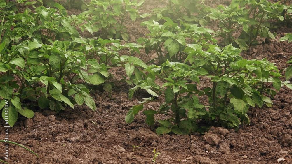 Potato plants growing in homegrown organic vegetable garden, cultivated agricultural field. Potato plants growing in homegrown organic vegetable garden, cultivated agricultural field.