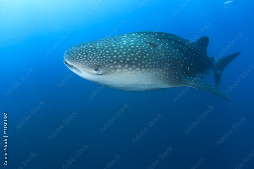 Whale Shark Whale Shark