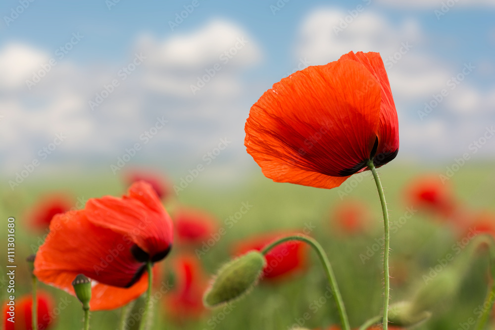 Naklejka premium Red poppies closeup on a sunny day