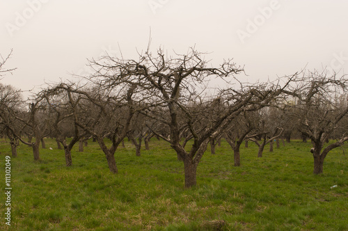 Wide shot of nacked orchard trees