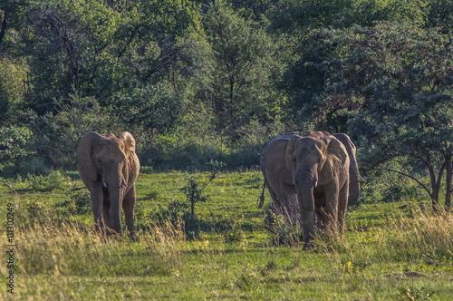 Elephant herd in the wild at the Welgevonden Game Reserve in South Africa