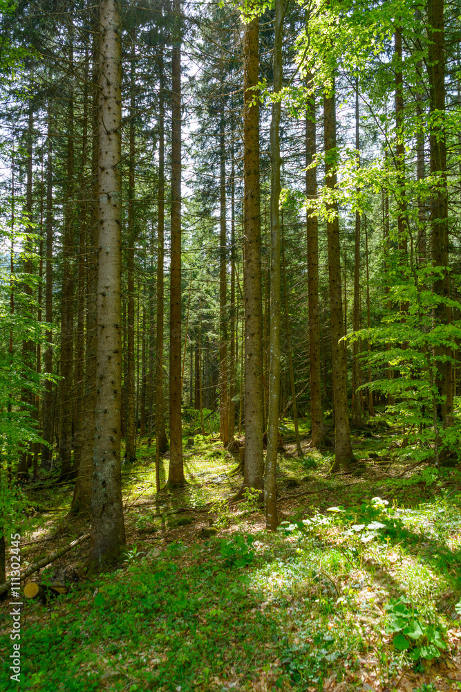 Obraz premium Feldsee Schwarzwald