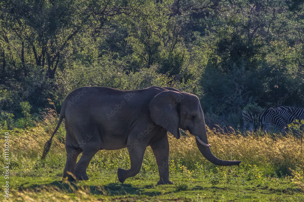 Fototapeta premium Elephant herd in the wild at the Welgevonden Game Reserve in South Africa