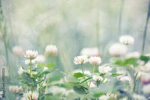 Daisies 