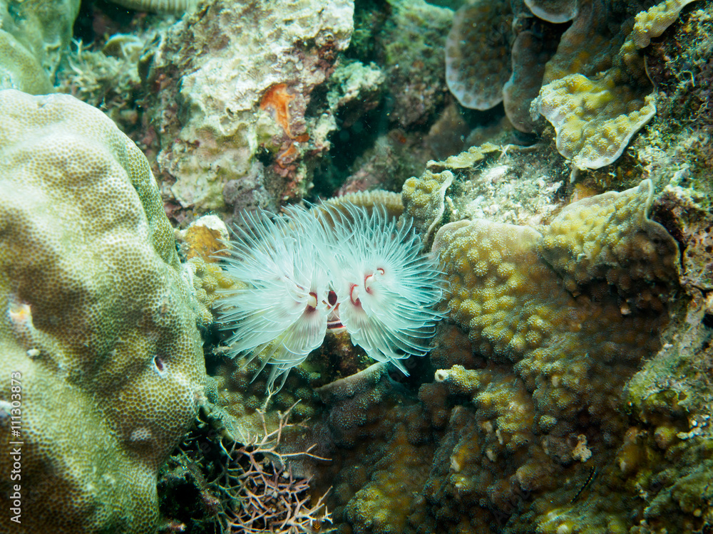 Fototapeta premium Feather Duster Worms - Sebellidae