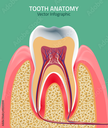 Teeth vector anatomy