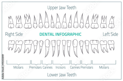 Teeth infographic 01 B-08