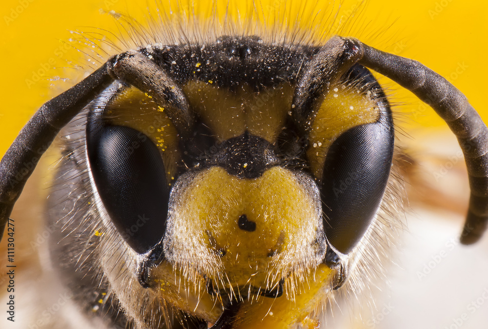 Bees face macro shot. - obrazy, fototapety, plakaty 
