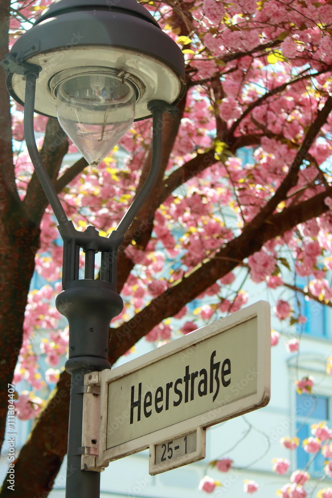 Fototapeta premium Kirschblüten in der Heerstraße