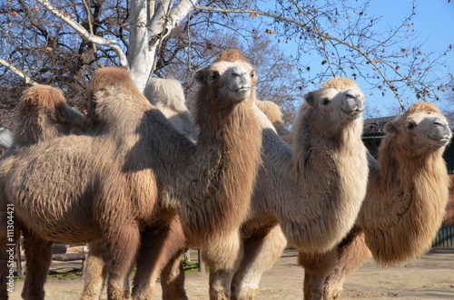 Canvas Print Three camels in a row posing