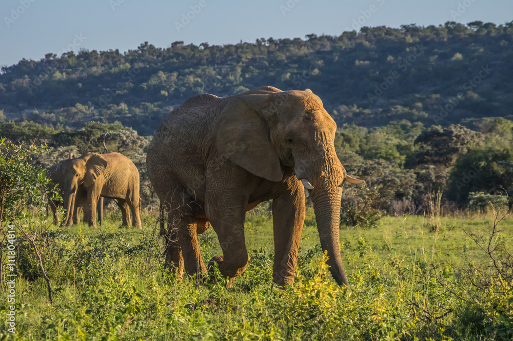 Obraz premium Elephant herd in the wild at the Welgevonden Game Reserve in South Africa