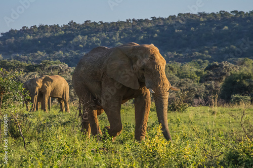 Elephant herd  in the wild at  the Welgevonden Game Reserve in South Africa photo