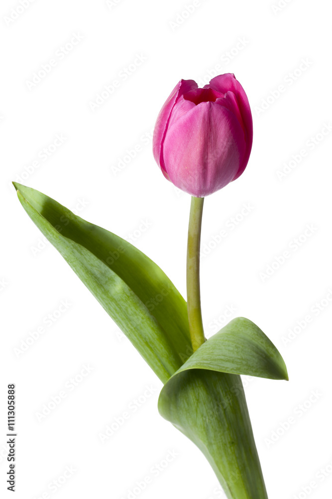 Naklejka premium pretty pink tulip