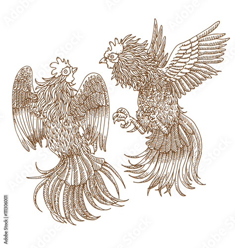 Fighting roosters