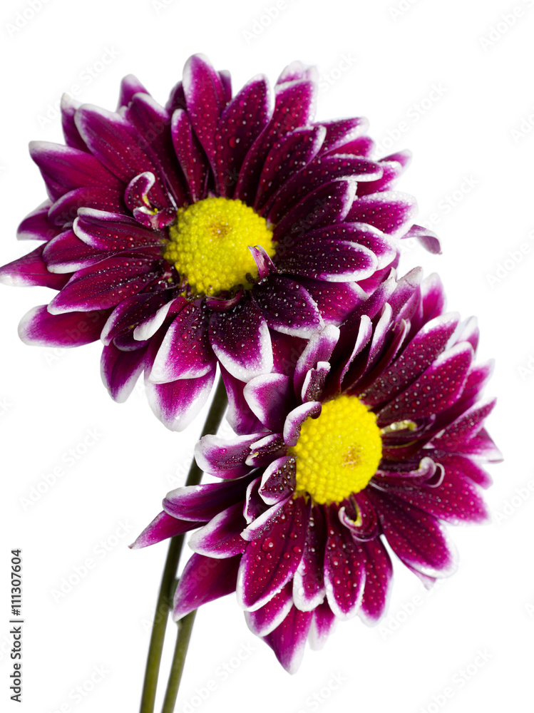 violet chrysanthemum
