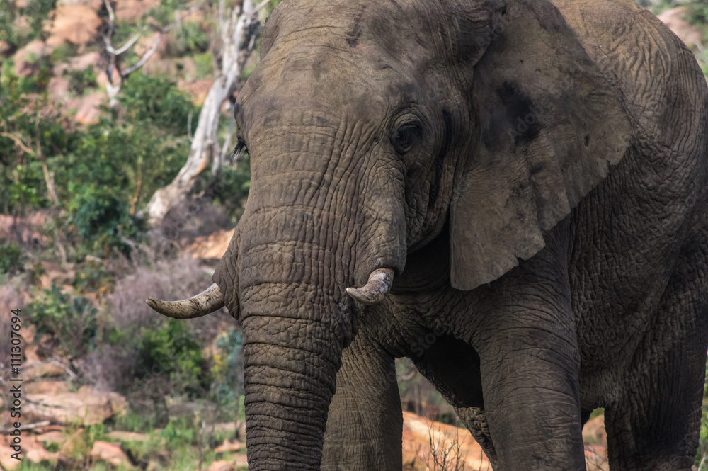 Elephant in the wild at  the Welgevonden Game Reserve in South Africa