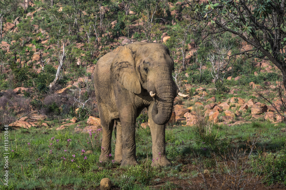Fototapeta premium Elephant in the wild at the Welgevonden Game Reserve in South Africa