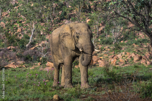 Elephant in the wild at  the Welgevonden Game Reserve in South Africa