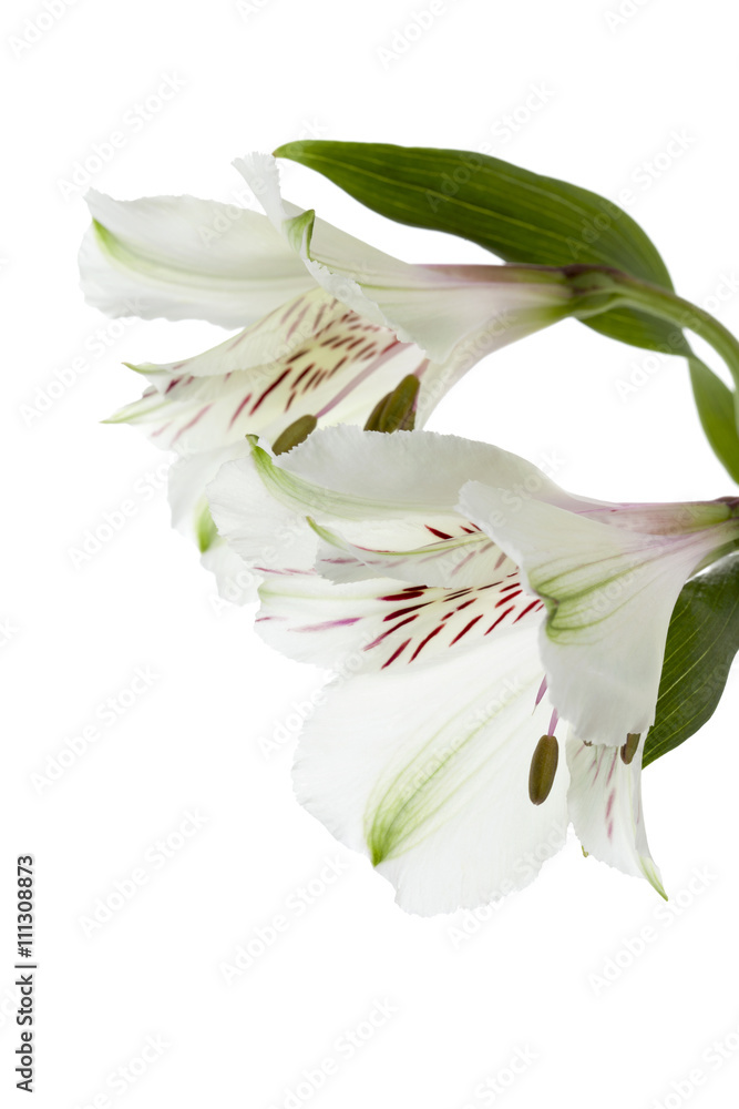 Obraz premium two lily flower.