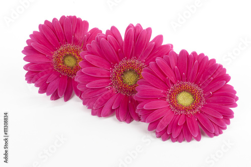 close up image of three pink daisies