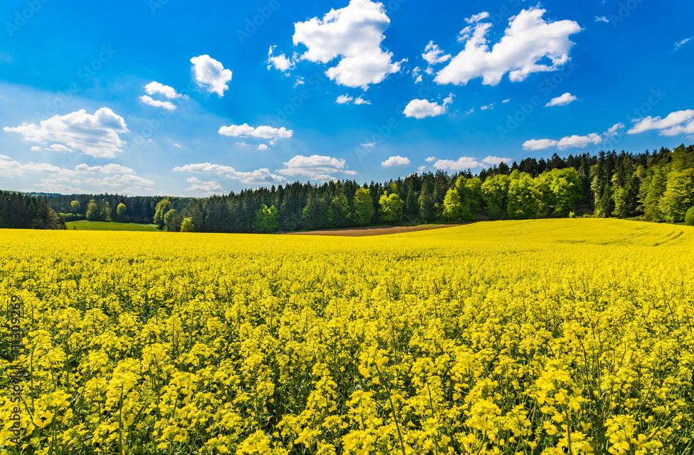 Obraz premium Raps Feld Landschaft