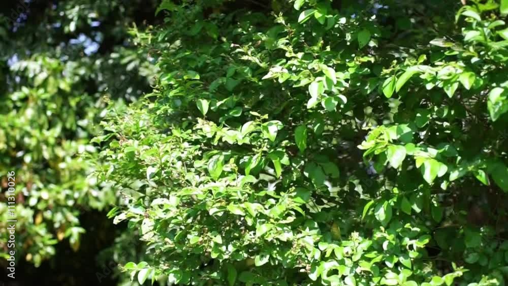 風に揺れる新緑の葉 風に揺れる新緑の葉